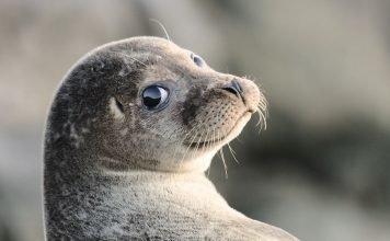 Тюлени живут не только в Арктике и Антарктике