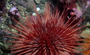 Животные долгожители