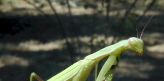 Богомол — насекомое канибал.