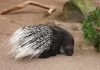 Дикобраз — животное до которого не добраться