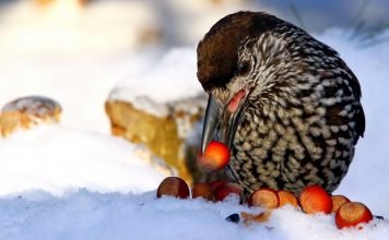 Кедровка. Фото птицы, видео