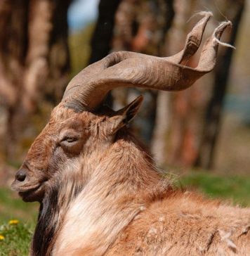 Горный козел. Фото, видео