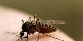 Сколько живет комар