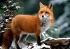 Лиса — хитрое животное. Описание, фото, видео (Vulpes vulpes)