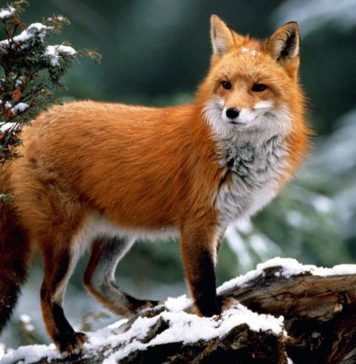 Лиса — хитрое животное. Описание, фото, видео (Vulpes vulpes)