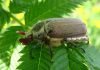 Майский жук