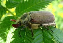 Майский жук