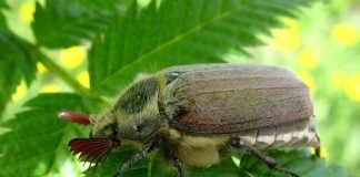 Майский жук