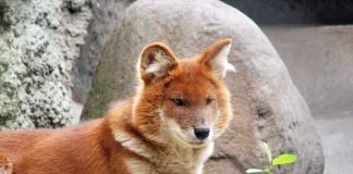 Самые редкие животные. Фото, видео