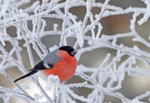 Снегирь — зимняя птица