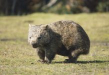 Вомбат — маленькая копия медведя