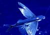 Морские летучие рыбы