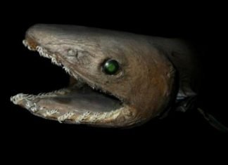 Семейства акул