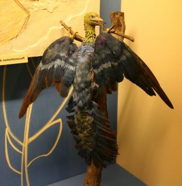 Археоптерикс с признаками птиц