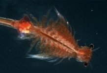 Рачок артемия