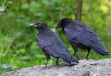 Черный ворон — птица из песен