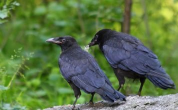 Черный ворон — птица из песен