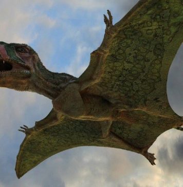 Диморфодон