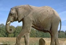 Какое животное самое сильное