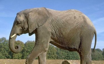 Какое животное самое сильное