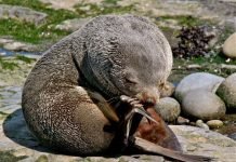 Морские котики