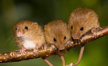 Животное мышка малютка