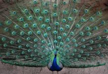 Павлин — красивая курица. Описание