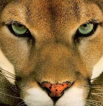 Грациозное животное пума. Описание, фото