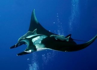 Скат морской дьявол