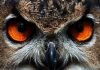 Птицы отряда сов