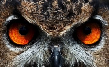 Птицы отряда сов