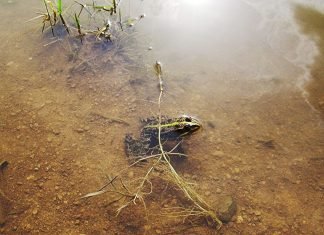 Озерная лягушка