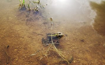 Озерная лягушка