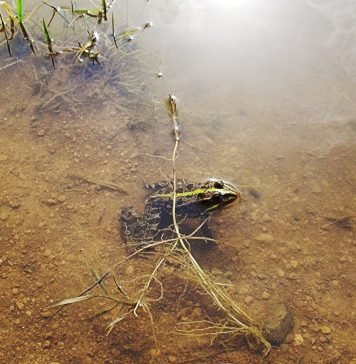 Озерная лягушка