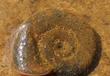 Улитка катушка. Фото, описание