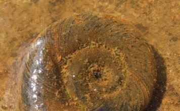 Улитка катушка. Фото, описание