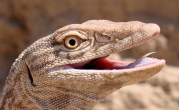 Варан — большая ящерица