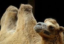 Двугорбый и одногорбый верблюд