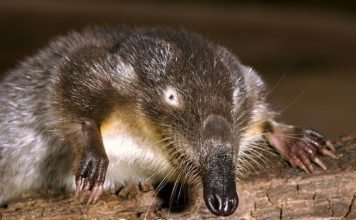 Выхухоль, водяной крот, фото.