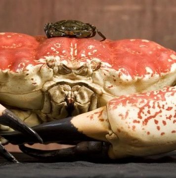 Камчатский краб
