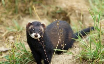 Лесной хорек