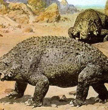 Парейазавр