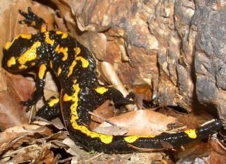 Саламандра — огненная ящерица