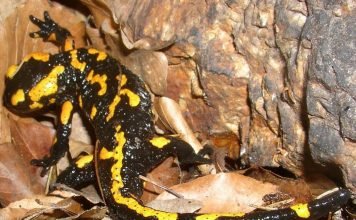 Саламандра — огненная ящерица