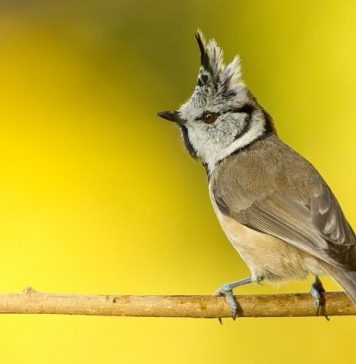Птичка синичка