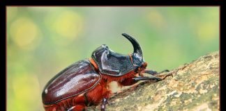 Удивительный жук носорог