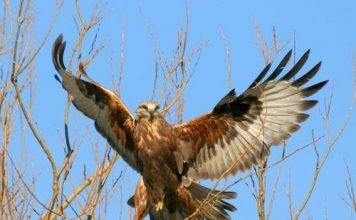 Ястреб-тетеревятник