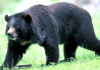 Уссурийский (гималайский) медведь