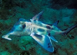 Рыба химера