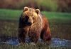 Медведь гризли. Фото и видео североамериканского великана